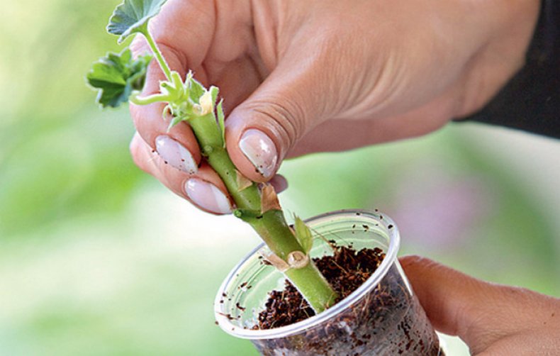 Укоренители: выбираем и размножаем