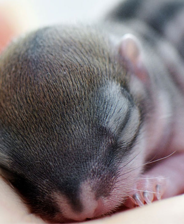 babysquirrel