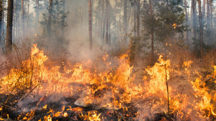 Природный пожар в Хакасии приблизился к дачному поселку