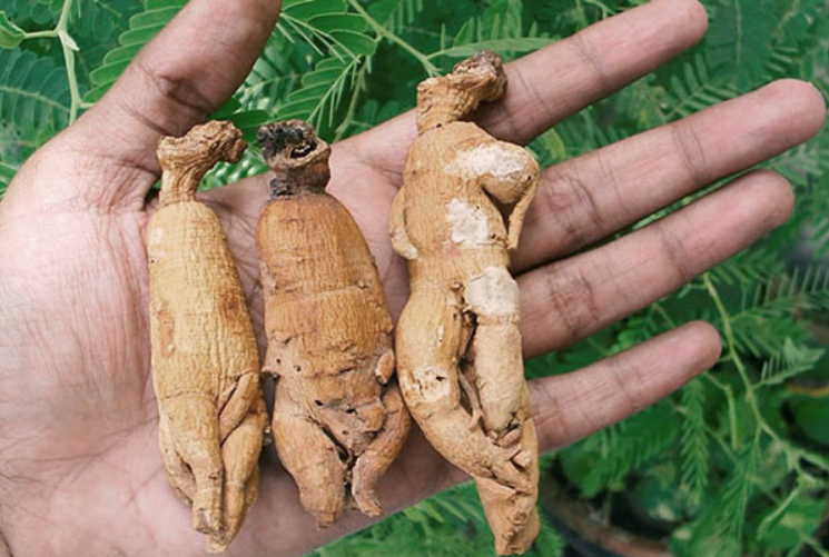 Кому лекарство, а кому - яд. Когда и для кого лекарственные травы могут быть опасны