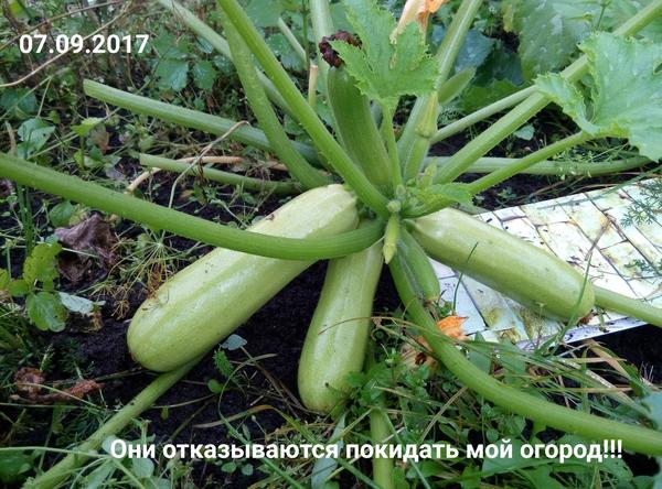 07.09.2017. Я так надеялась,что битва с урожаем скоро закончится... но не тут то было...)) Они издеваются надо мной?... Я сдаюсь!!! Кабачки победили в этой битве)))