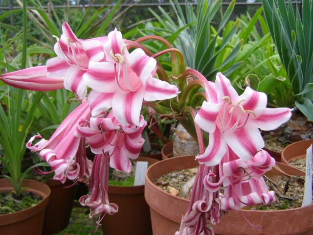 Pacific Bulb Society Crinum