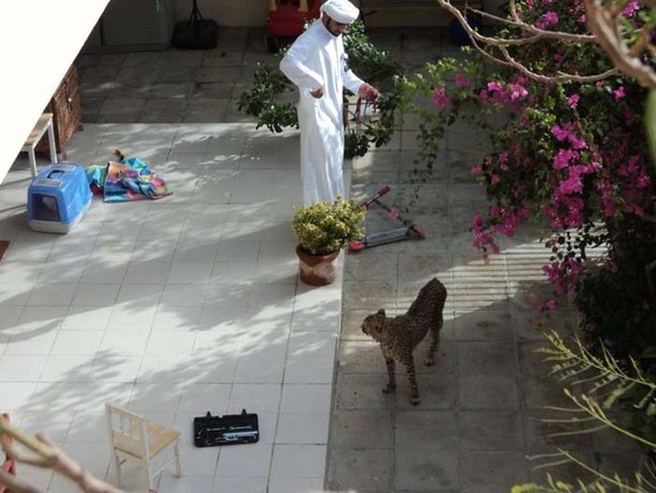 Тем временем в Дубае заграница,страны,туризм