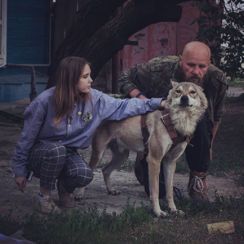 Российская семья приютила в своей квартире дикого волка
