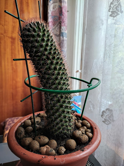 маммиллярия колючейшая