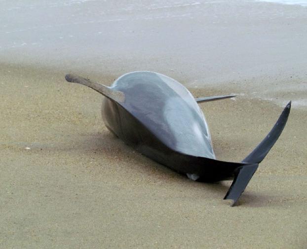 Почему дельфины выбрасываются на берег: мнение ученых