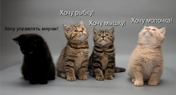 Позитивные и веселые котики для улыбки Позитивные и веселые котики для улыбки котоматрица,угарные фотки,фото приколы,юмор