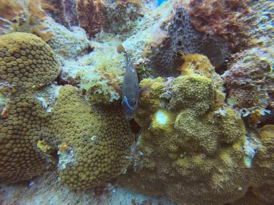 Рыбные «салоны красоты» показывают перемещение микробов внутри рифов