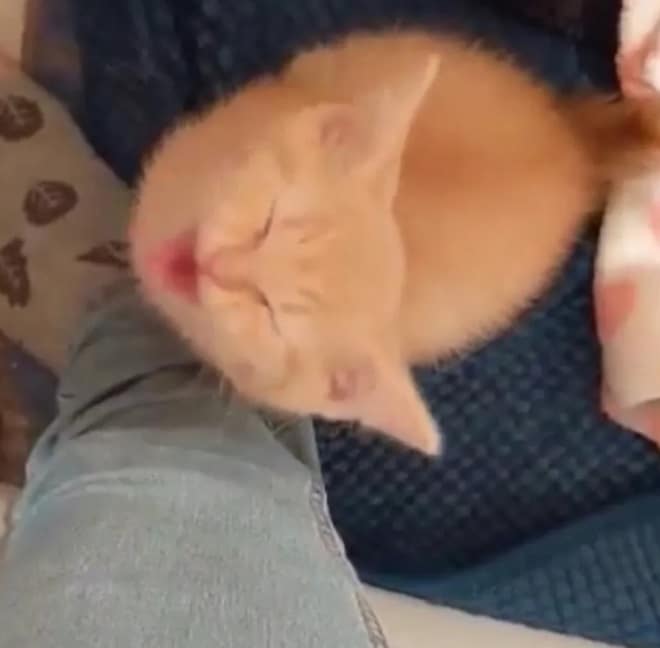 Котенок мяукает