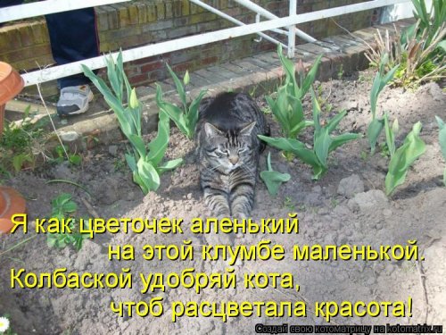 Новая котоматрица  