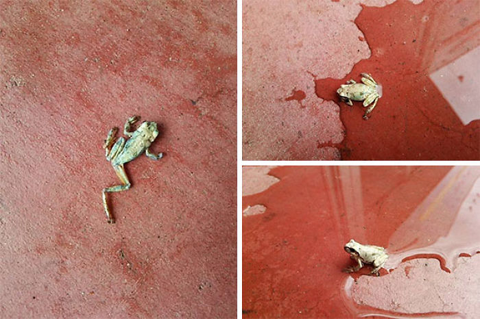 This Frog Was Found All Dried Up And Withered Outside The Store In The Morning. The Store Manager Said, 