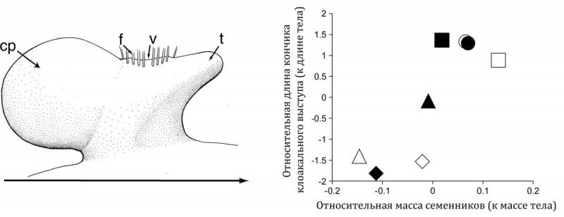 Блестящий расписной малюр  (лат. Malurus splendens) 