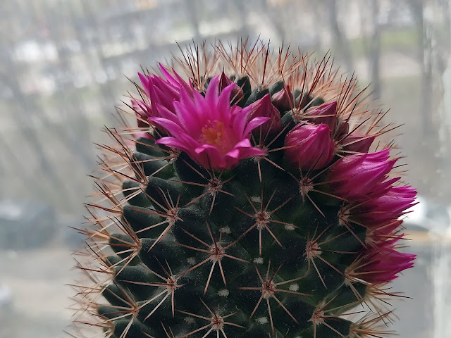 маммиллярия колючейшая