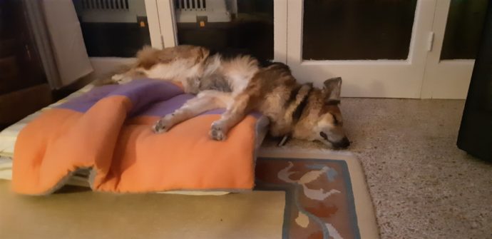 Бездомный пес увидел людей на лавочке и решил полежать рядом с ними, а в итоге получил новый дом