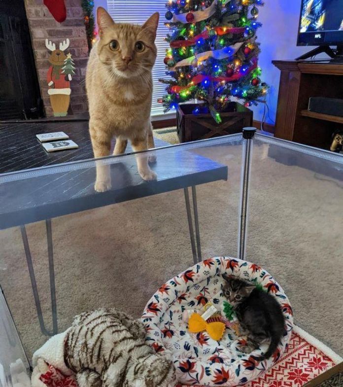 Без кота и жизнь не та