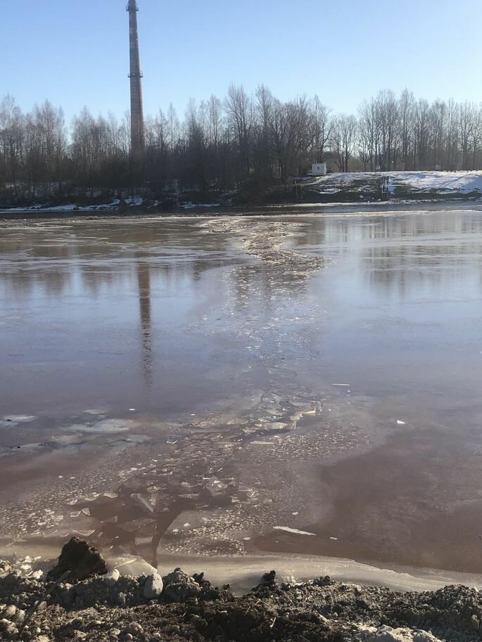 Мужчины спасли из ледяной реки собаку, которая оказалась волком животные