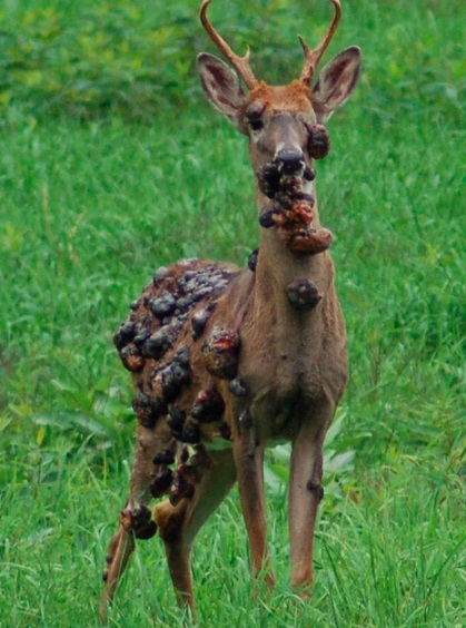 Ужасы природы, с которыми мало кто пожелал бы встретиться Ужасы природы, с которыми мало кто пожелал бы встретиться планета,природа