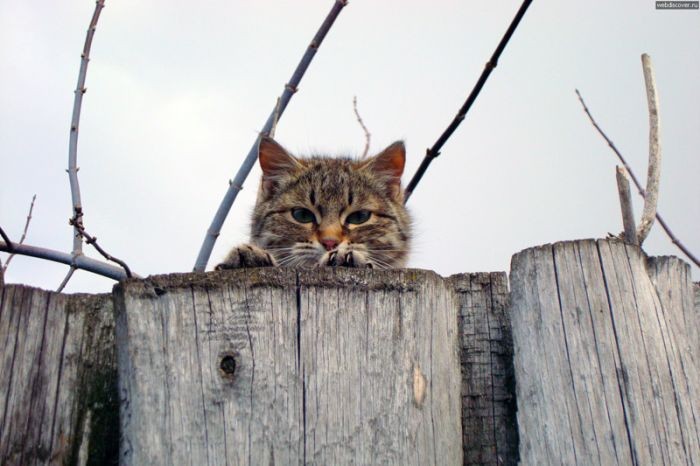 Коты, выглядывающие из своих укрытий (20 фото)