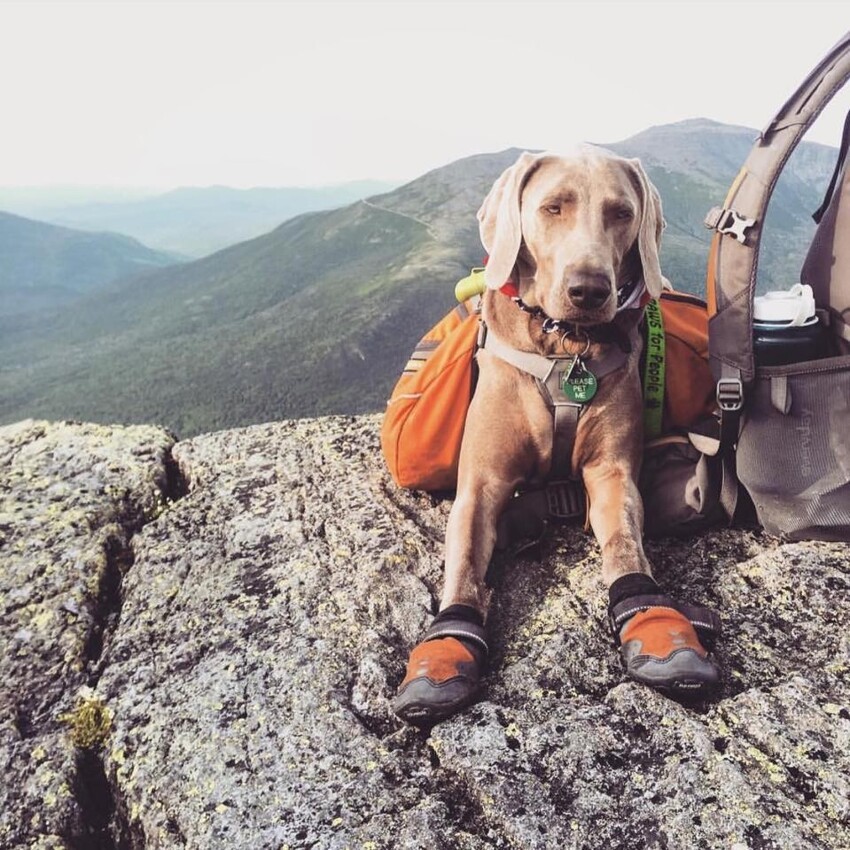 Звери-путешественники Звери-путешественники животные,животные-путешественники,звери