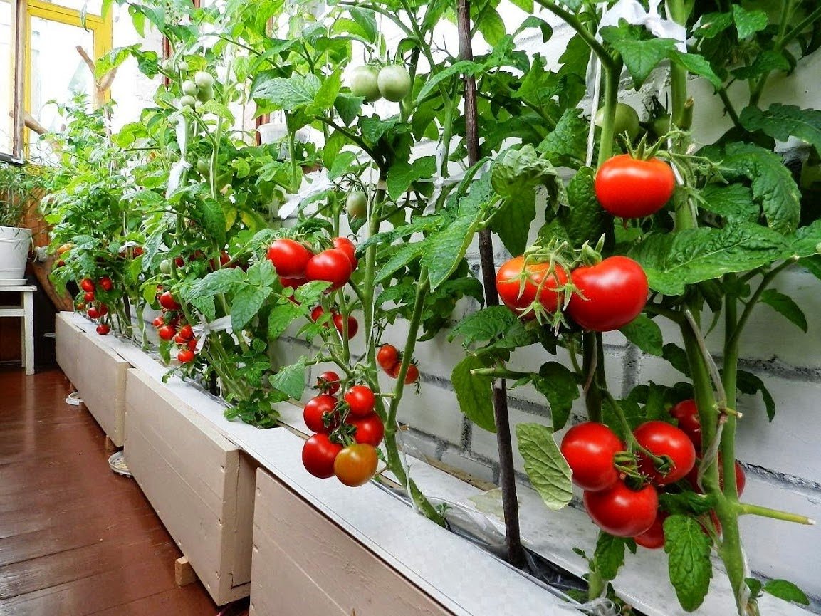 выращивание помидора в квартире