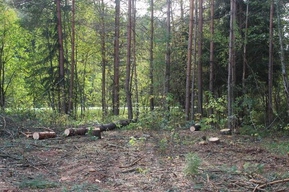 На выходных в Ленобласти открывается сезон охоты на дичь