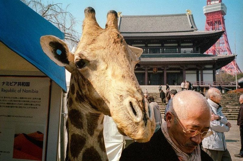 Причудливые и экстраординарные уличные фото японского фотографа Шина Ногучи кадр, люди, фото, фотограф, япония