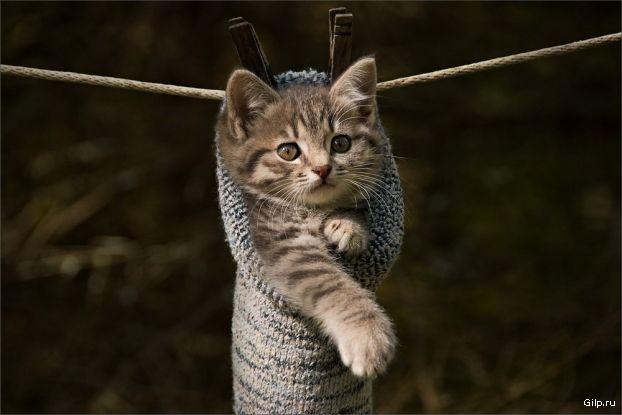 Открытка "сохну по тебе". Я по тебе сохну открытка. Я по тебе сохну прикольные. Я сохну по тебе картинки. Рисунок сохну по тебе.