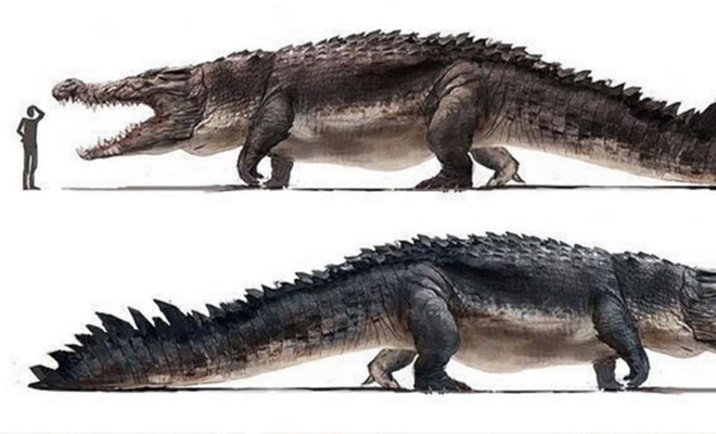 8 миллионов лет назад в Амазонии обитал хищник крупнее тиранозавра. Длина крокодила была с автобус 