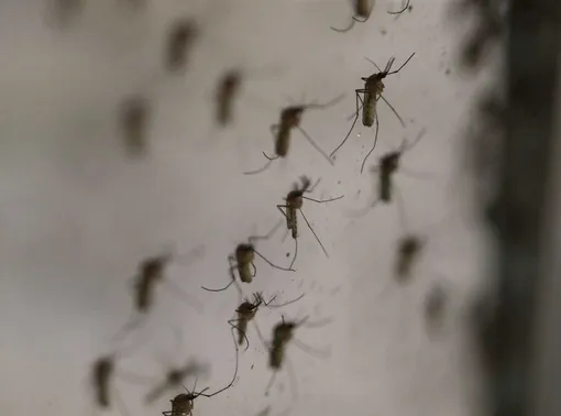 Каждое лето в средней полосе России начинается с короткого сезона комаров и мошек