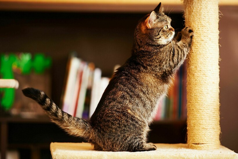10 фото «корги» из мира кошек: когда появились манчкины, и хорошо ли им живется