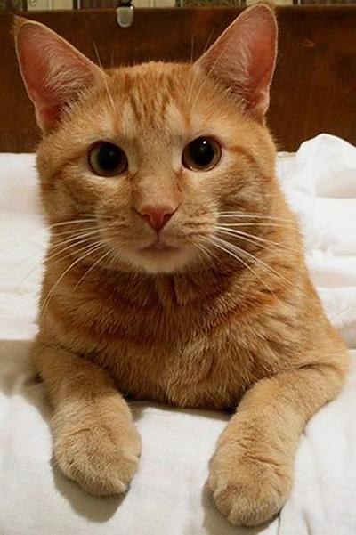 Позитивные и веселые котики для улыбки Позитивные и веселые котики для улыбки котоматрица,угарные фотки,фото приколы,юмор