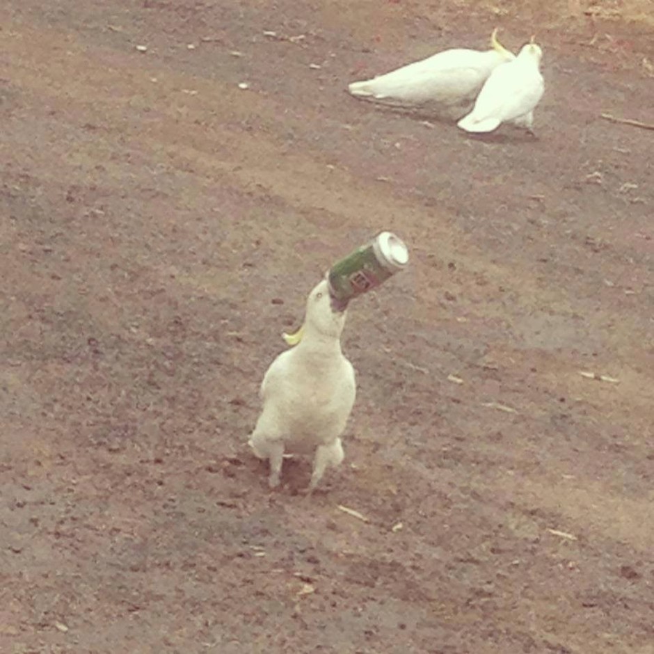 Животные Австралии, которые плевать хотели на ваши стереотипы Животные Австралии, которые плевать хотели на ваши стереотипы