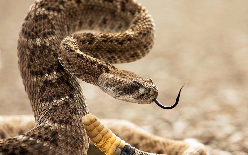 Распространенные мифы о змеях