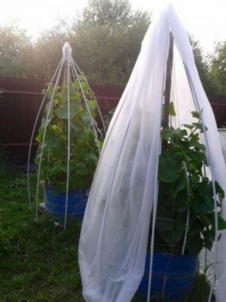 Парник для огурцов: крутые идеи, способные обеспечить ранний урожай Парник для огурцов: крутые идеи, способные обеспечить ранний урожай