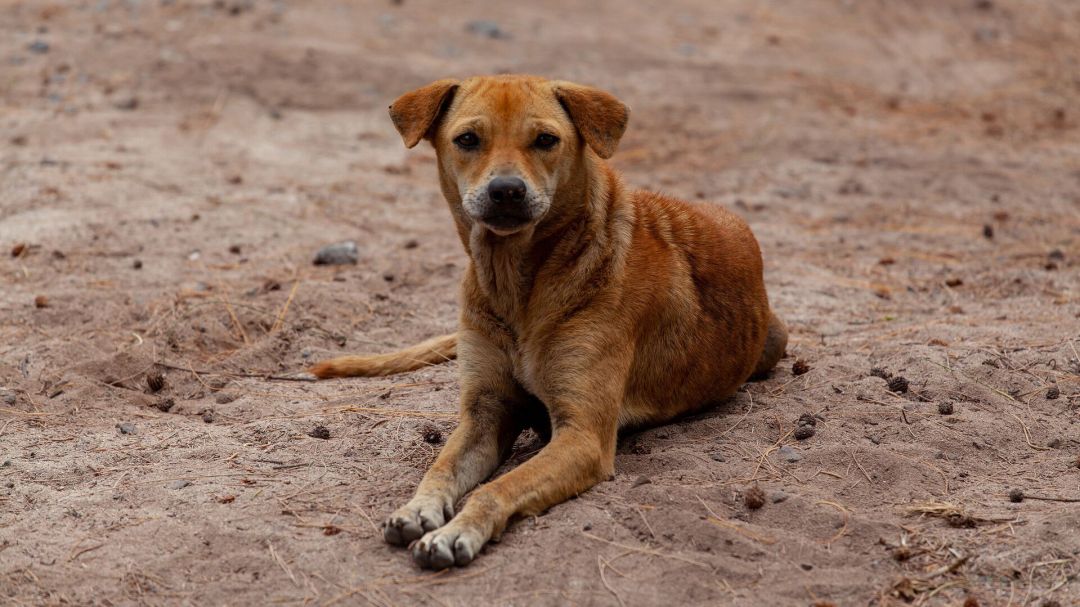 Глава Читы объявил о крупном отлове безнадзорных собак