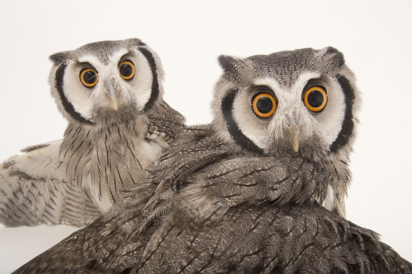 Фотограф делает захватывающие портреты птиц, чтобы спасти исчезающие виды