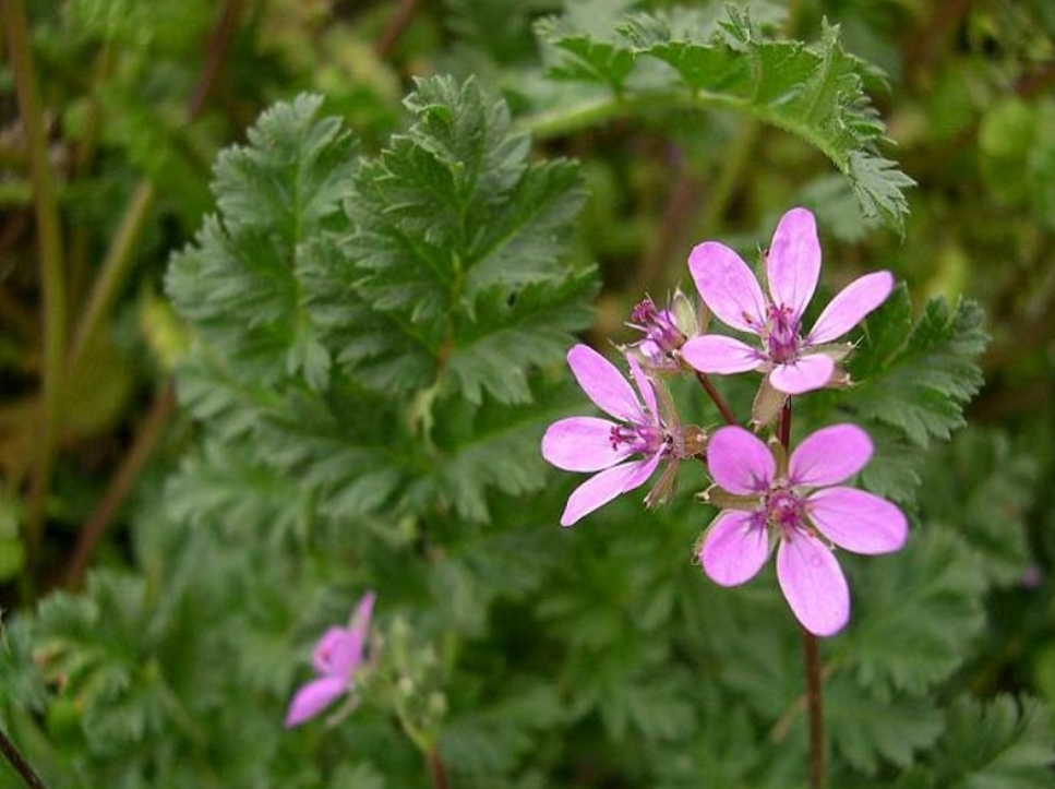 Рецепт от стенокардии, который поведала мне травница из Ковеля