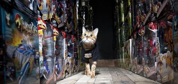 10 необычных кошачьих профессий