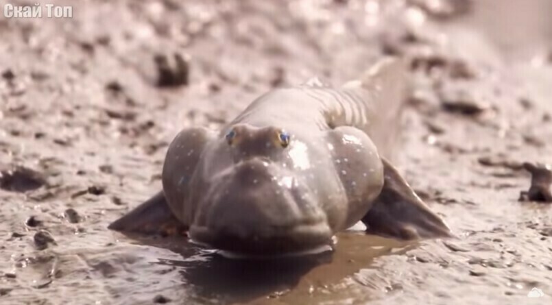 Видео: илистый прыгун — странная рыба, которая умеет ходить по суше