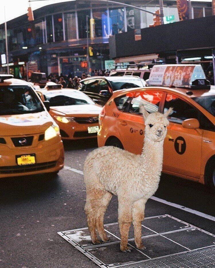 Звери-путешественники