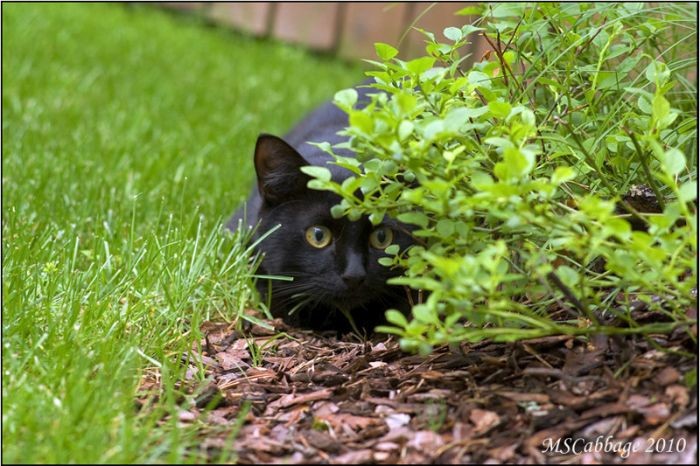Коты, выглядывающие из своих укрытий (20 фото)