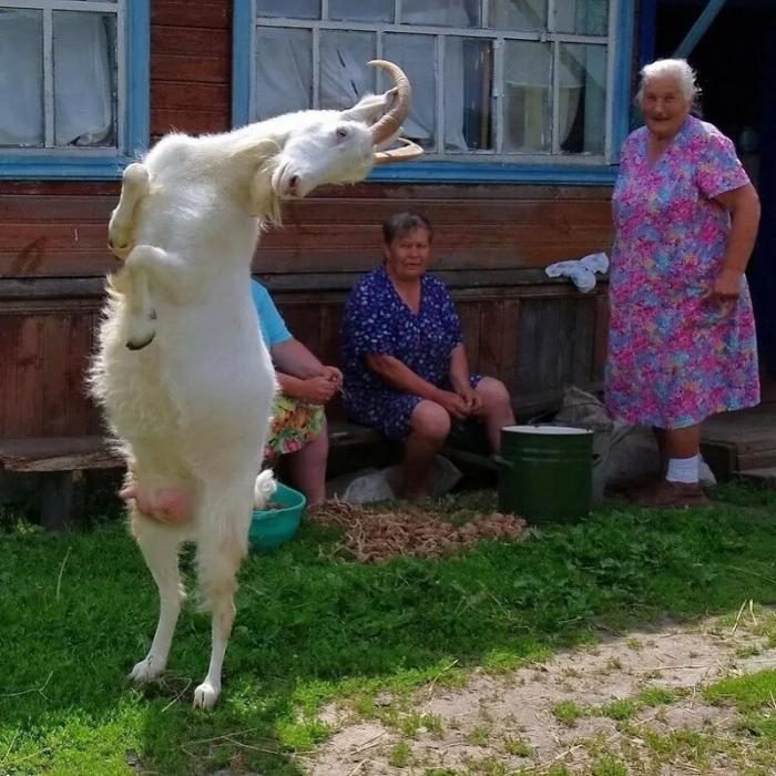 Приколы из деревенской жизни позитив,смешные картинки,юмор