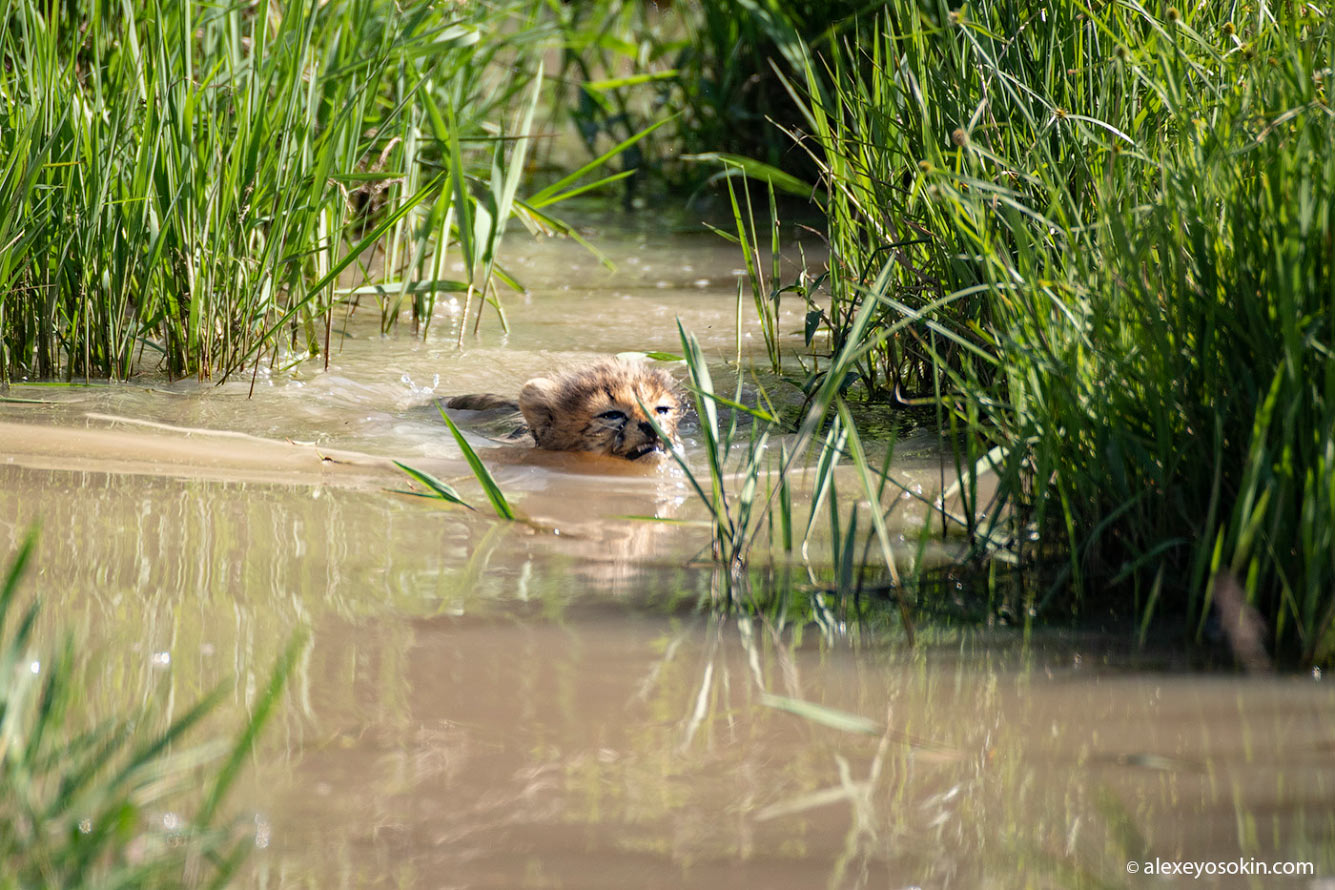 Водоплавающие гепарды любят, значит, кошки, только, прекрасно, котят, отметить, гепардов, купаться, Многие, котята, другие, убивают, смертность, высокая, рассказывал, охоты, банально, хищники, поисках