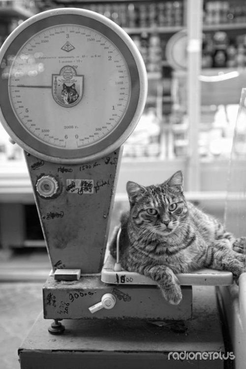 Эти смешные животные Эти смешные животные