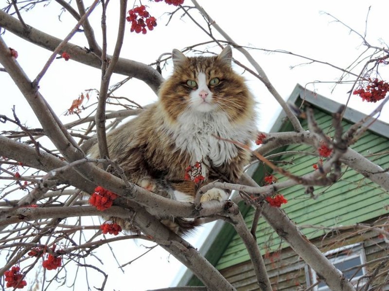 Кошландия — огромная семья сибирских кошек, живущая в Барнауле барнаул, домашний питомец, животные, кошка, семья, сибирь