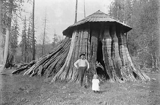 Дома-пни американских переселенцев: фотографии начала 20-го века