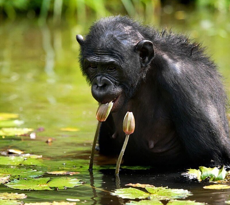 Фотография: Впечатляющие работы фотографа дикой природы Андрея Гудкова №47 - BigPicture.ru