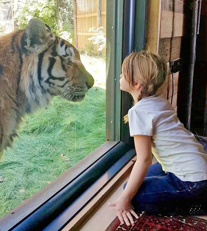 Сафари-парк в Британии: провести ночь с тиграми и остаться в живых заграница,страны,туризм