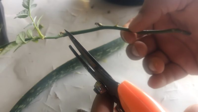 Действенный способ укоренить розу: алоэ вера вам в помощь! Действенный способ укоренить розу: алоэ вера вам в помощь! цветы