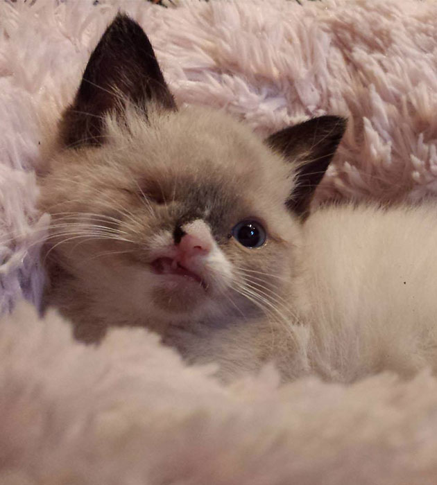 sirstuffington-one-eyed-cat-2